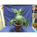 Artificial Fern With A Decorative Planter